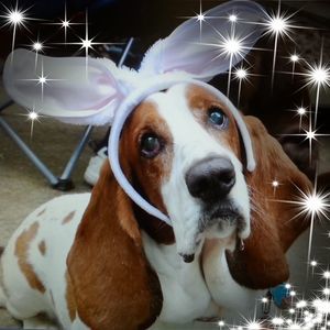 Meet your Posher, Barbara